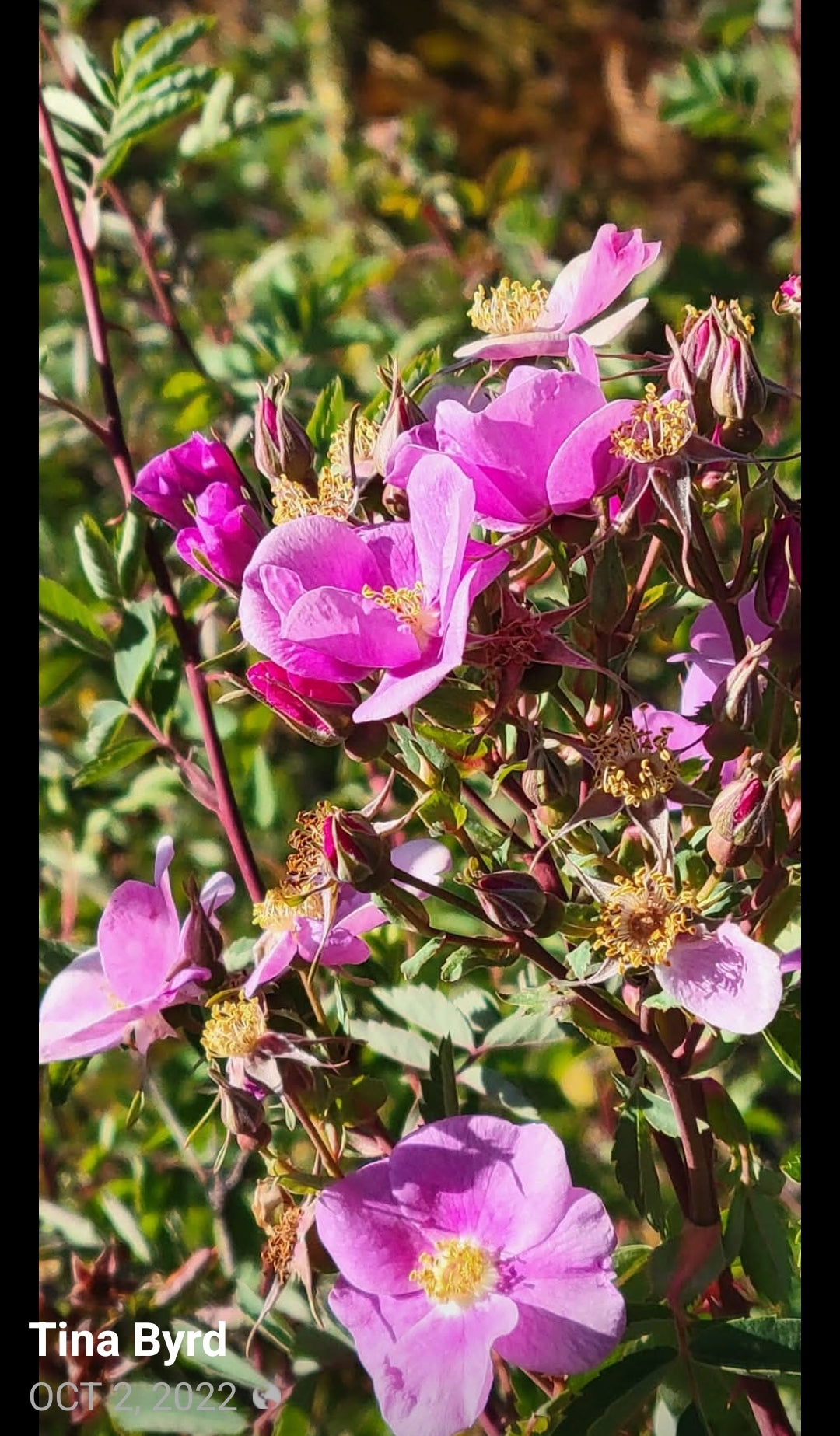 ROSEWATER & IVY