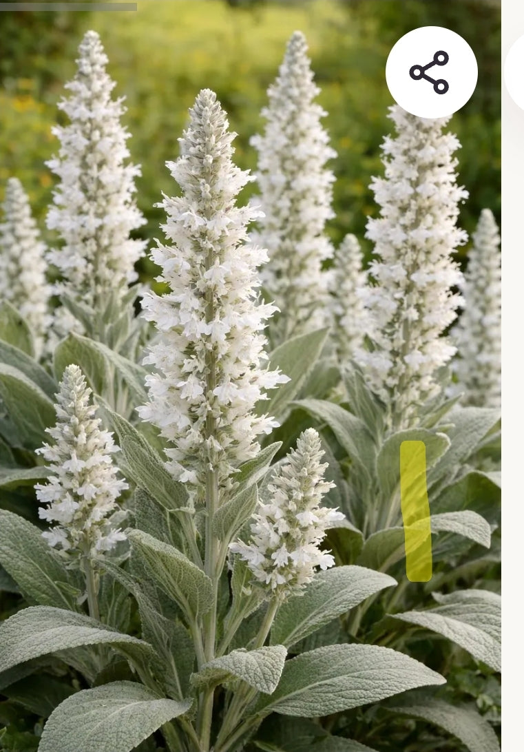 White Sage Wax Melt / Wickless Wax Pod