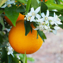 Orange Blossom